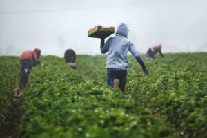 des gens travaillent dans les champs